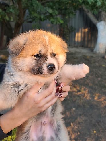 poklanjam štence: Japanska Akita (Akita Inu) stenci rezervacija. Preuzimaju se dva puta — 2