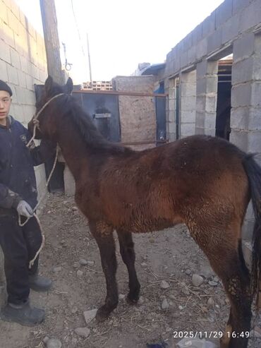 Лошади, кони: Продаю | Жеребенок | Рабочий — 6