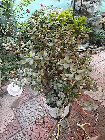 Толстянка (Crassula ovata, «денежное дерево»). - Крупногабаритный