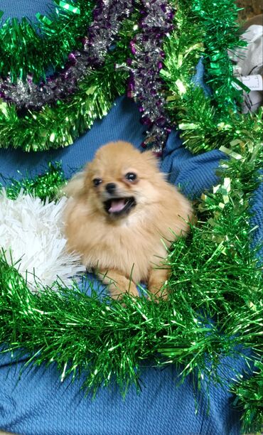 Продажа собак: Шпиц, 2 года, Самка, С родословной — 1