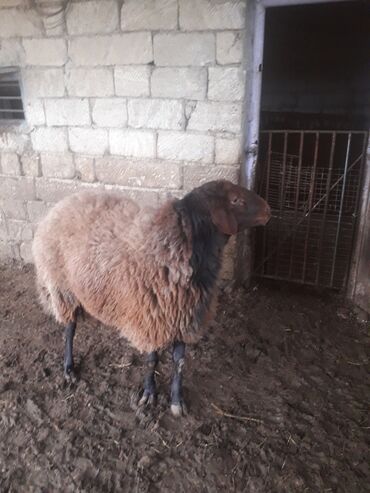 Qoyunlar, qoçlar: Qoyun – yerli ətlik/yunlu cins - Rəng: qəhvəyi yun, qara baş və qara — 5