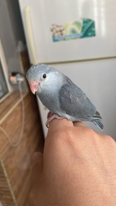 ucuz pişiy: Məhsul: Ev quşu – mavi tonlarda kiçik papuqay (parrotlet/lovebird