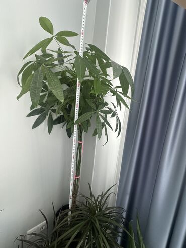 пальма дерево: Прекрасный подарок на 8 марта дамам. 1. Большая Пахира высота 150 см
