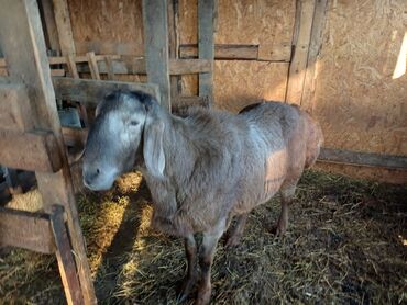 продам сельхоз животных: Продаю | Баран (самец) | Арашан