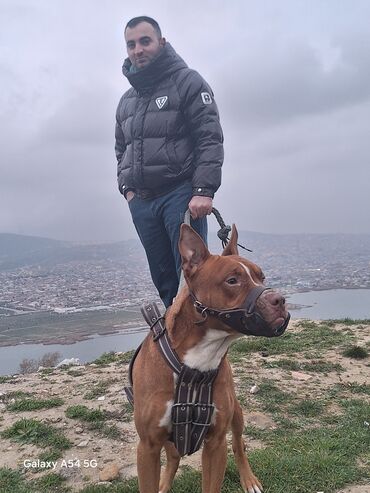 pit bull: Pitbul, 4 il, Erkek, Sənədli, Ünvandan götürmə