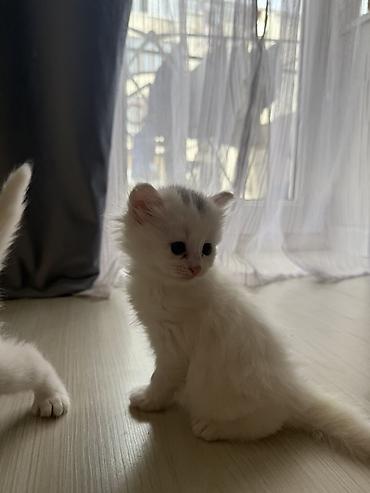 Pişiklər: Yaxşı əllərə -da lalafo.az — 3 Pişiklər: Yaxşı əllərə — 3