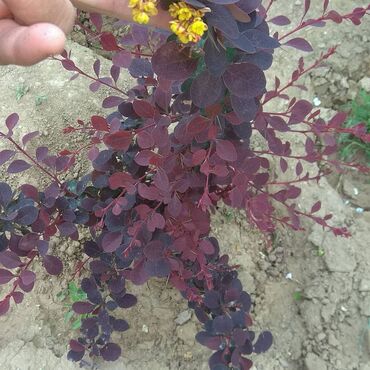 Toxumlar: Həyət gülleri. 90növ çesid var! — 9