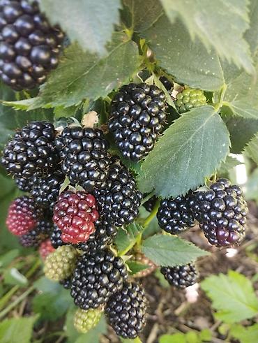 Ежевика: Ежевика — 6