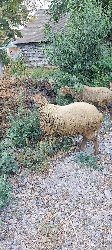 cücə və xoruz təmsil: 1 erkək və 2 dişi quzu satılır. razılaşma yolu ilə — 5