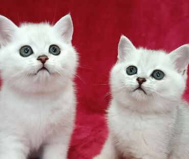 лысые коты: Продается Шотландские котята Серебристая шиншилла ! Мальчишка и