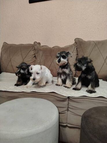 Psi: Patuljasti snaucer biber so najlepsi novogodisnji poklon za vase na lalafo.rs — 6 Psi: Patuljasti snaucer biber so najlepsi novogodisnji poklon za vase — 6