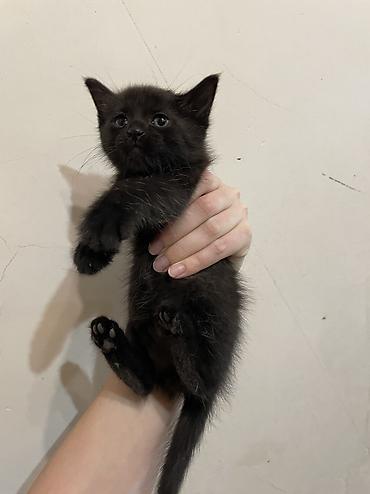 кошка черная: Котята в добрые руки! Им около месяца, скорее всего мальчики, пока — 4