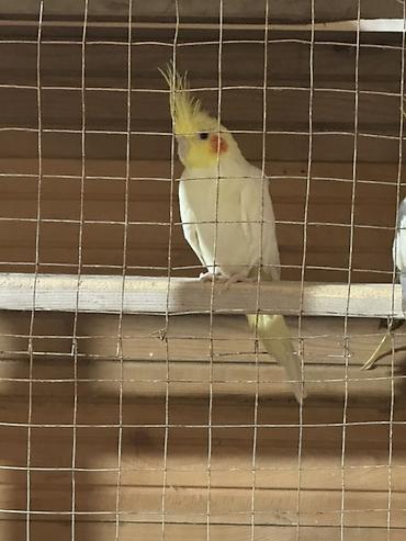 korella satışı: Hazır erkek tam sağlam sarı barter üstünlük verilir adi tutuquşu ilə — 3