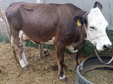 сухое молоко для животных: Продаю | Корова (самка) | Для разведения, Для молока | После отела