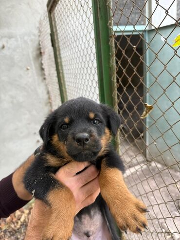 İtlər: Rotveyler, 2 ay, Dişi, Peyvəndli, Ünvandan götürmə — 3