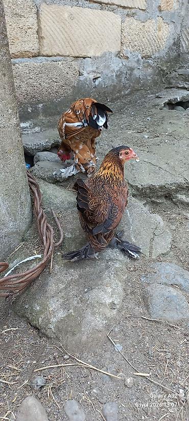 Toyuqlar: Toyuq, Damazlıq -da lalafo.az — 10 Toyuqlar: Toyuq, Damazlıq — 10