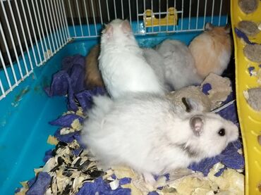 cunqarik ne yeyir: Tapılması ən cətin hamster novüdür (Angora cinsli). Uzun qabarıq