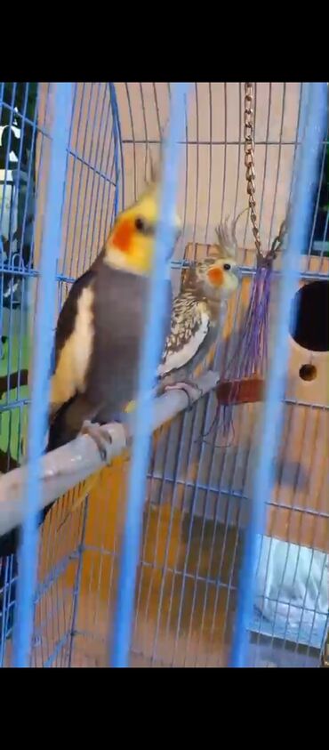 Tutuquşları: Nimfa (Cockatiel) cütü və qəfəs dəsti - Növ: Nimfa tutuquşusu — 3