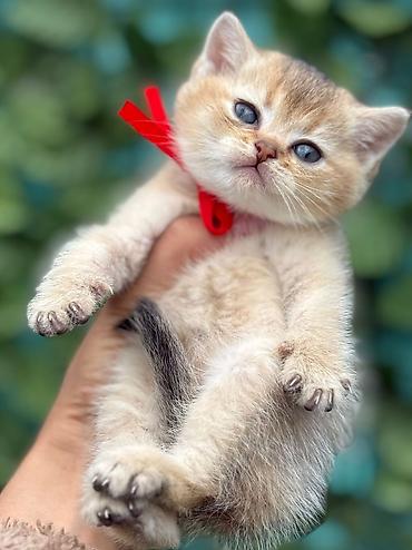 Pişiklər: Britan — 2