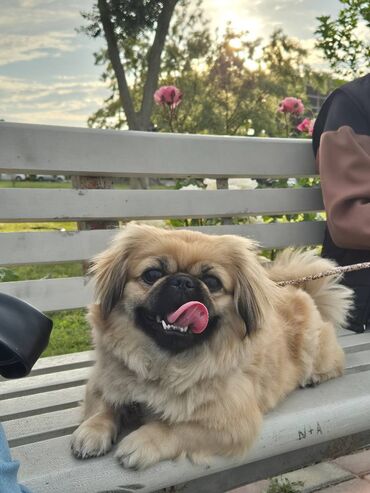 ördək neçə günə bala çıxarır: Pekines, 1 ay, Ünvandan götürmə, Pulsuz çatdırılma