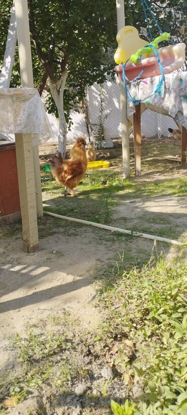 Xoruzlar: PON POn xoruzu satilir tekce — 3