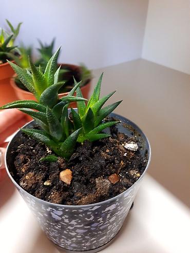 филармон: 6 микро .Суккулент Haworthia (хауортия), компактный розеточный вид — 1