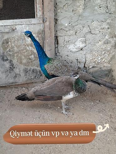 Павлины: 3 illik Hindistan növü tovuzquşu satıram sağlam həyətimin quşlarıdır — 3