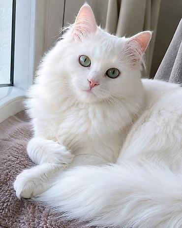 ev itleri per page 40: 🐾 Передержка 🐾 Не доверяйте свою кошку кому попало 🔥 Если для вас — 1