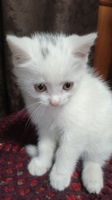белые кошки: 2 месяца, Девочка