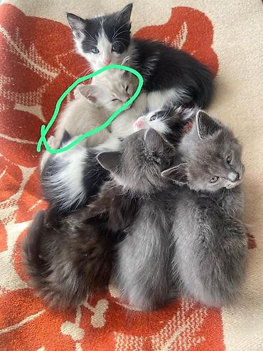 кошки шотландские: Очаровательные котята, помёт из нескольких окрасов: - дымчатые серые — 2