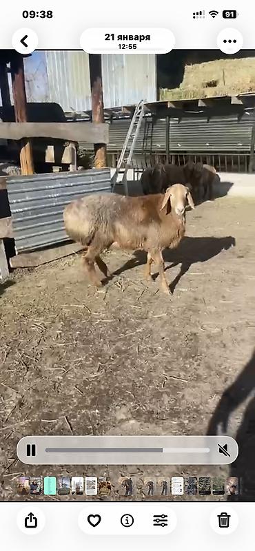 Баран, овца: Продаю | Баран (самец) | Арашан — 5