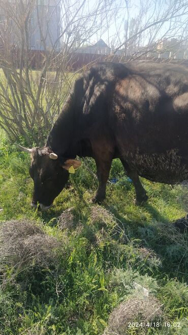 куплю корову в бишкеке: Продаю | Корова (самка) | Алатауская | Для разведения, Для молока | Стельные