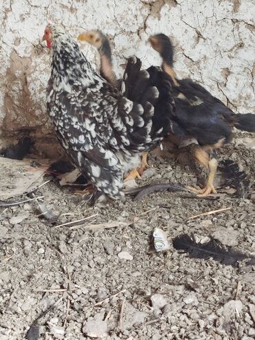 цены породистых собак: Продаю | Куры | Домашняя | Для разведения