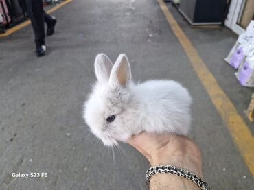 Dovşanlar: Ağ, tüklü karlik dovşan - Cinsi: karlik dovşan/ ev dovşanı - Rəng — 2