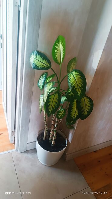 maye soyutma: Dieffenbachia (dəfnəyarpaq) otaq bitkisi - Dekorativ iri yarpaqlar