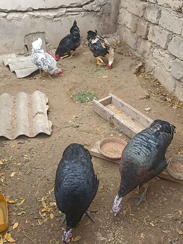 Hinduşka: Dişi, Damazlıq -da lalafo.az — 4 Hinduşka: Dişi, Damazlıq — 4