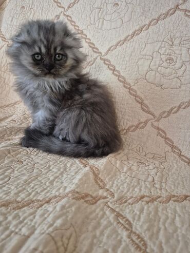 Pişiklər: Britan -da lalafo.az — 17 Pişiklər: Britan — 17