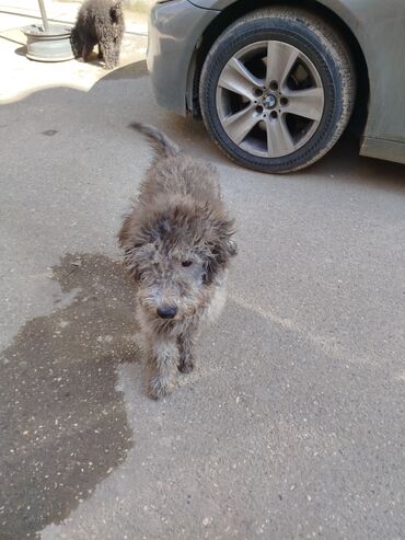 İtlər: Pudel, 10 ay, Erkek — 11