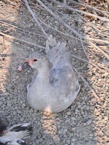 Ördəklər: Lal ördəklər satılır topdan 17 azn .Tək tək qiymətlər — 11