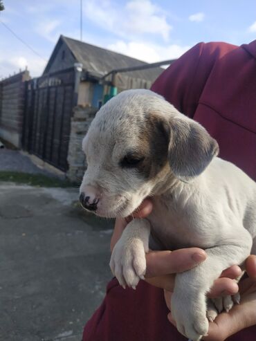 собака самоед: Боксёр, 1 месяц, Самец, С прививкой