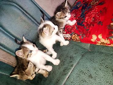котята персидские: Беспородная, 1 месяц, Девочка, Биколор — 5