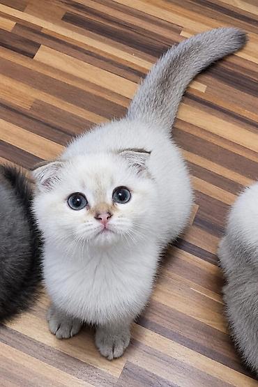 ragdoll pisik: Şotland yastı qulaq — 2