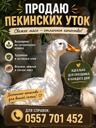 Пекинские утки — свежее мясо отличного качества. Номер - Выращены на