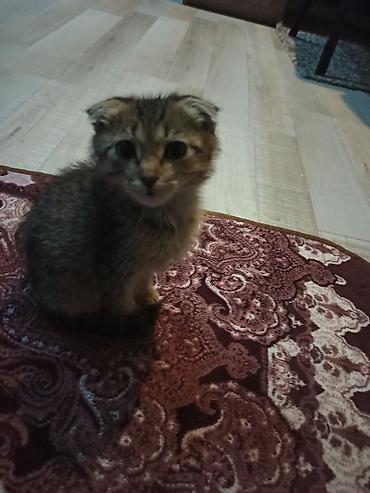 Очаровательный кошка 2,5 месяца вислоухая at lalafo.kg Очаровательный кошка 2,5 месяца вислоухая