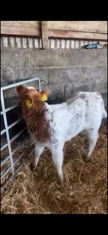 Dana, buzov: Satılır: erkək balalıq (dana) Xüsusiyyətlər: - Rəng: ağ-qırmızı — 7