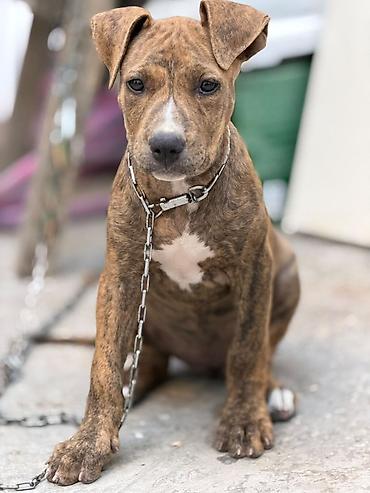 Pitbul, 2 ay, Dişi, Peyvəndli