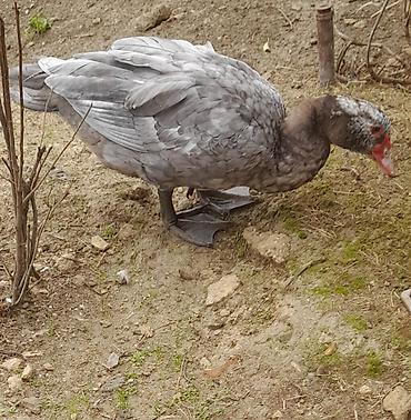 tap az heyvanlar sabran: Erkək, | Lal ördək, Damazlıq — 2