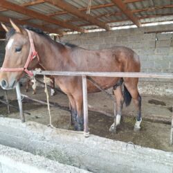 эчки бишкек: Продаю | Жеребец | На забой | Племенные