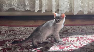 Продажа кошек: Британская короткошёрстная, 4 месяца, Мальчик, Приучена к лотку — 2