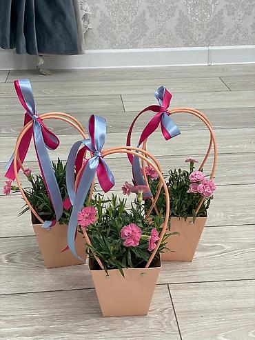 Каланхоэ: Каланхоэ в декоративном пакете‑кашпо “Specially” - Живые горшечные — 7